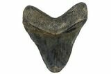 Fossil Megalodon Tooth - Feeding Worn Tip #180945-2
